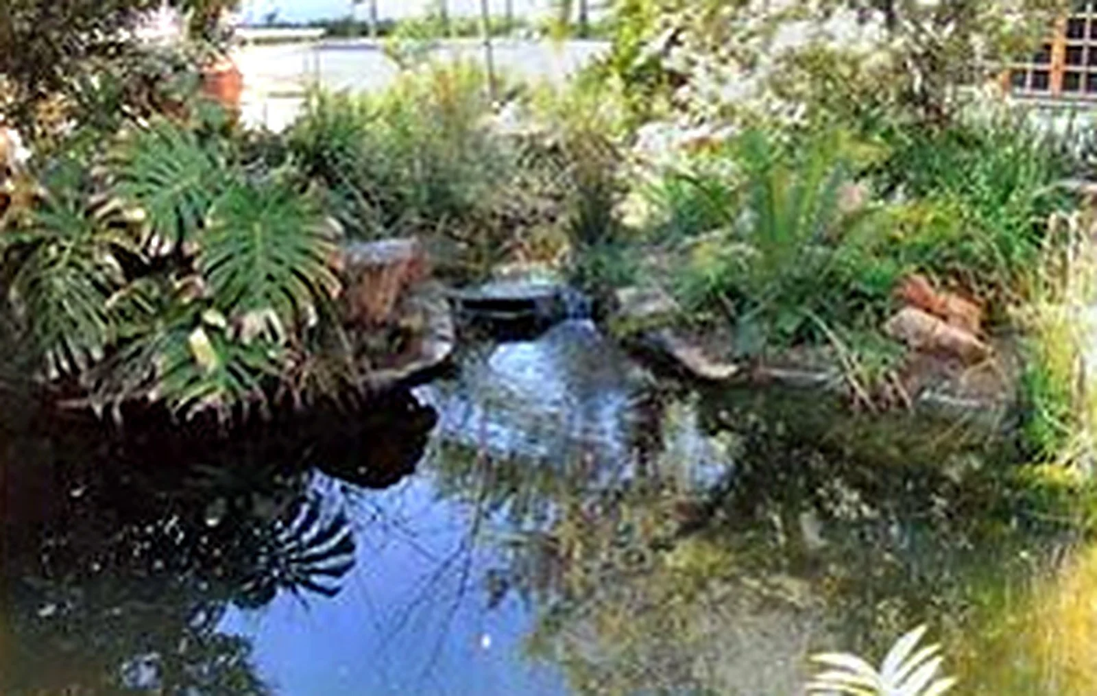 Rob Dodds pool